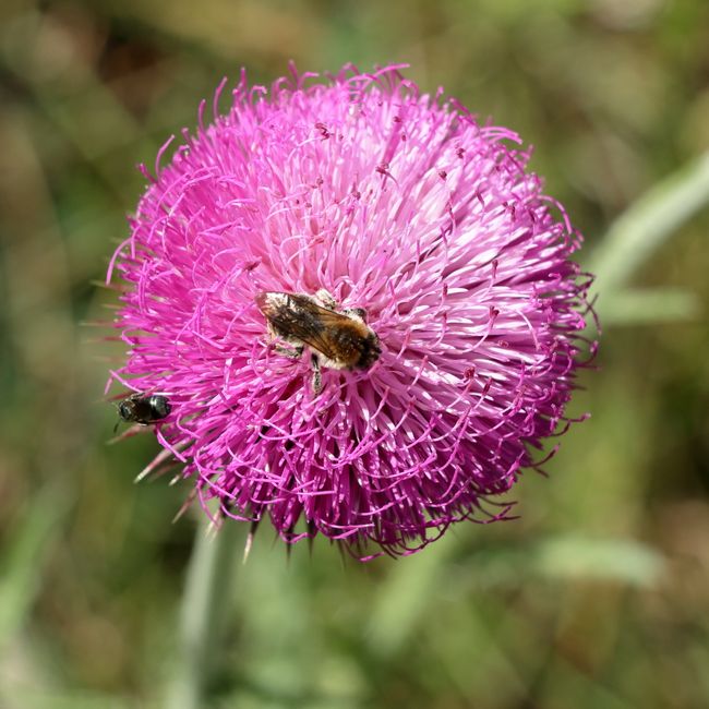 Sportliner / Gerneric-Fly Sportliner / Gerneric-Fly